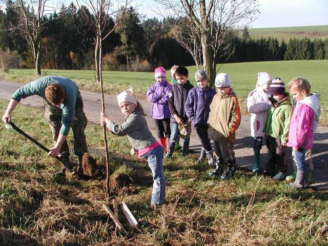 Výsadba švestkové aleje