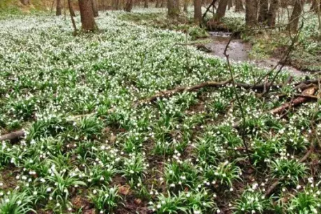 Březnová Nekoř 2015