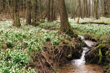 Březnová Nekoř 2015