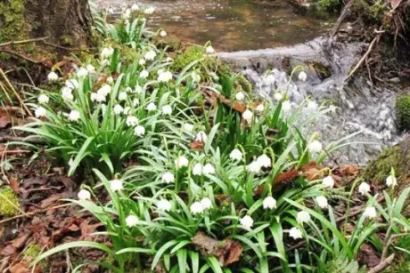 Březnová Nekoř 2015