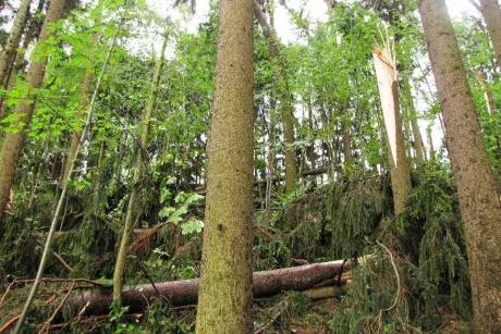 Následky noční bouře 8.7.5015