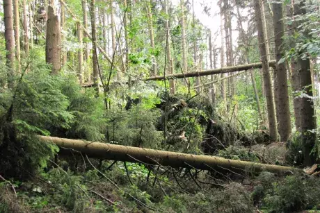 Následky noční bouře 8.7.5015