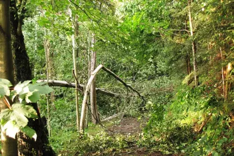 Následky noční bouře 8.7.5015