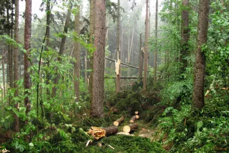 Následky noční bouře 8.7.5015