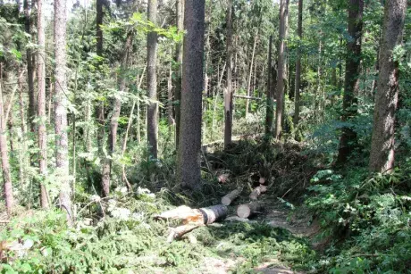 Následky noční bouře 8.7.5015