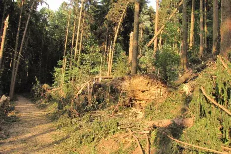 Následky noční bouře 8.7.5015