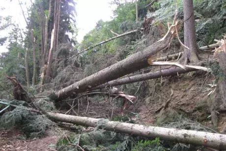 Následky noční bouře 8.7.5015