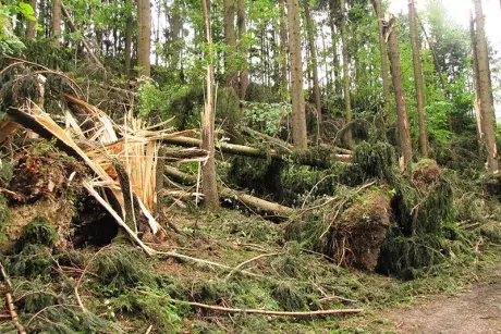 Následky noční bouře 8.7.5015