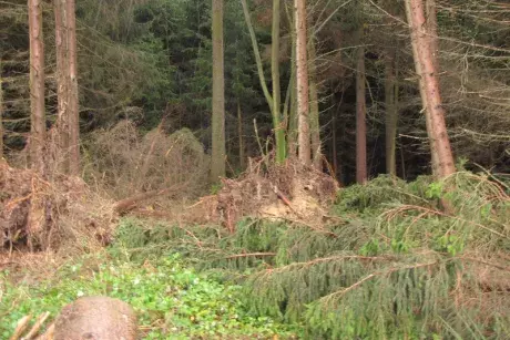 Následky vichřice Herwart