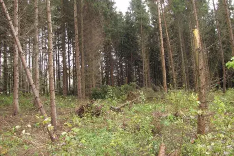 Následky vichřice Herwart