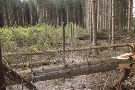 Následky vichřice Herwart