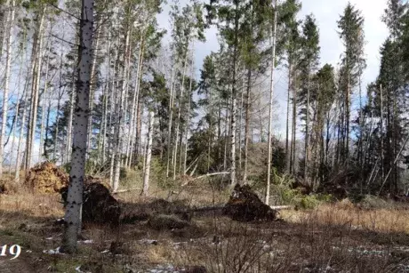 Zima, předjaří 2019