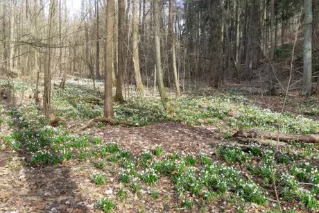 Bledule v lokalitě Pod Borky