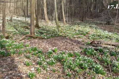 Zima, předjaří 2019