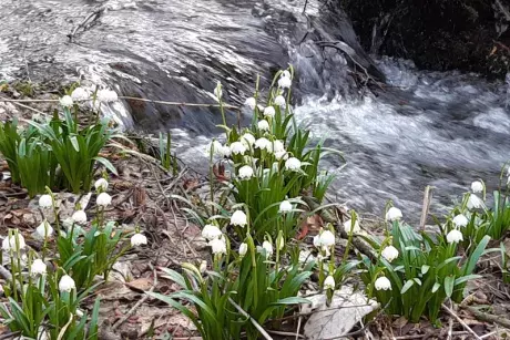 Bledule v lokalitě Pod Borky