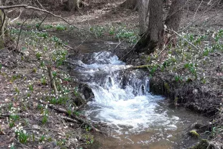 Bledule v lokalitě Pod Borky