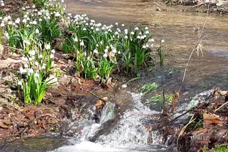 Bledule v lokalitě Pod Borky