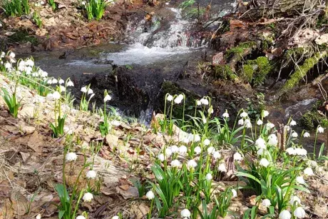 Bledule v lokalitě Pod Borky