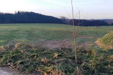 17. listopad 2019 - sázení pamětní lípy