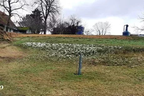 Zima - předjaří 2020