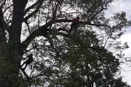 Prořez památných lip