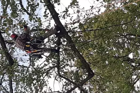 Prořez památných lip