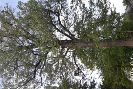 Prořez památných lip