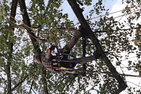 Prořez památných lip