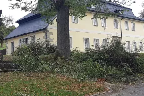 Prořez památných lip