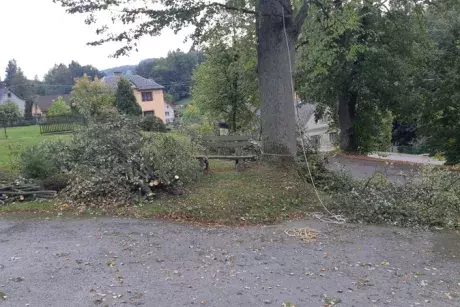 Prořez památných lip