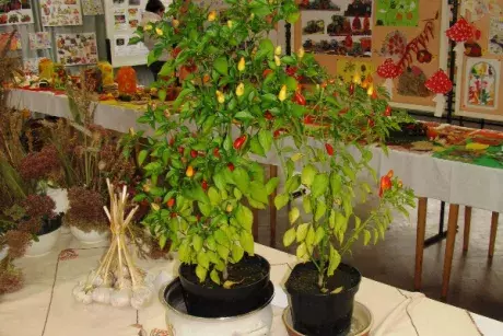 Podzimní výstava 2014